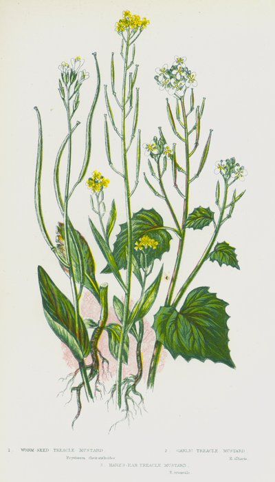 Kvetoucí rostliny Velké Británie: hořčice melasová, hořčice česneková, hořčice melasová (barva litho) od English School
