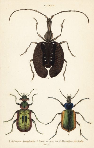 Lovec lesních housenek, Calosoma sycophanta 1, střevlík, Elaphrus riparius 2, a houslista, Mormolyce phyllodes 3 od English School