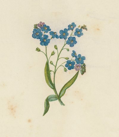 Forget-Me-Not, Myosotis Palustris (barevné lito) od English School