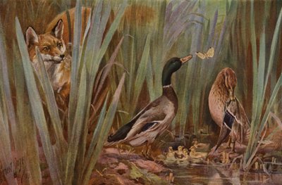 Fox sleduje rodinu kachen (barevné litho) od English School