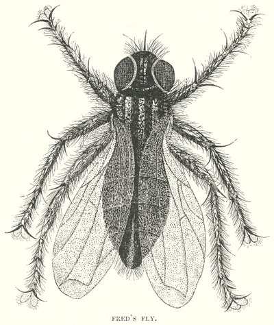 Fredova moucha (rytina) od English School