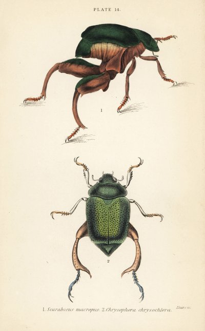 Žabonohý brouk nebo klokan, Sagra papuana 1, a chřástal lesklý, Chrysophora chrysochlora od English School