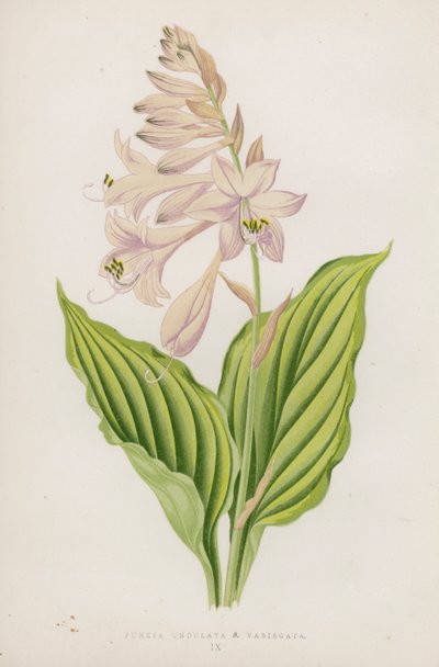 Funkia Undulata; B Variegata (barevná litografie) od English School
