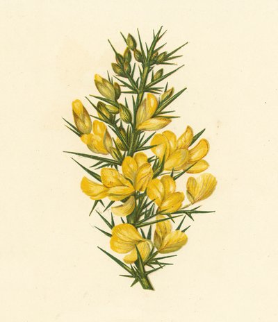 Furze, Ulex Europaeus (barevná litografie) od English School
