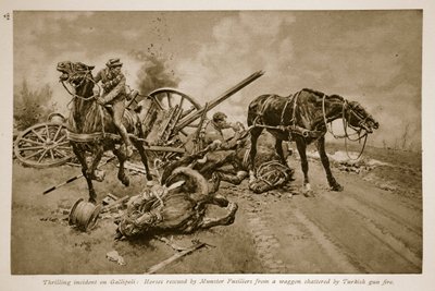 Gallipoli: Koně zachránění munsterskými vojáky z vozu roztříštěného tureckou palbou, 1914-19 od English School