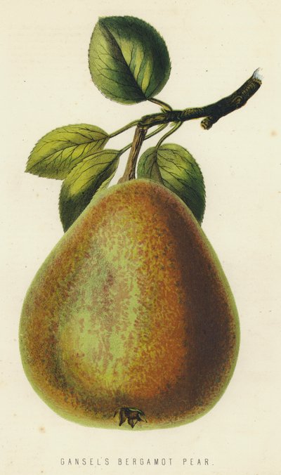 Ganselova hruška Bergamot od English School