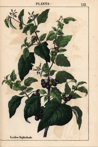 Zahradní nebo černý nočník s černými bobulemi Solanum nigrum   , z „Poučné obrázkové knihy aneb lekce ze světa zeleniny“, [Charlotte Mary Yonge], Edinburgh od English School