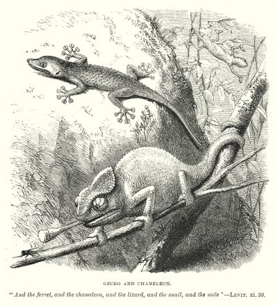 Gekon a chameleon (rytina) od English School