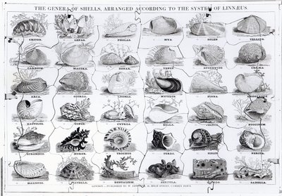 Skládačka Genera of Shells, hospoda. od W. Edwardse od English School