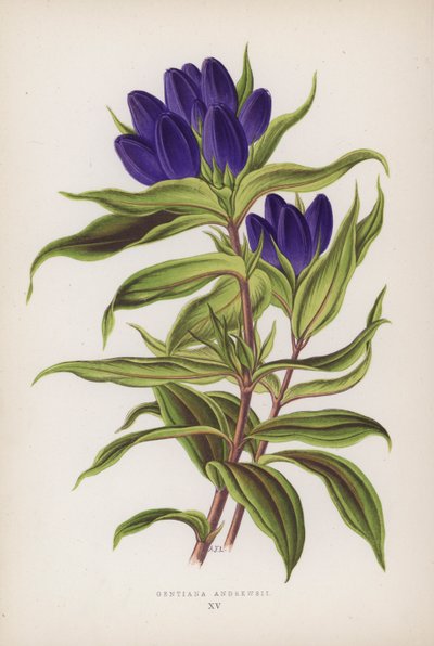 Gentiana Andrewsii (barevná litografie) od English School