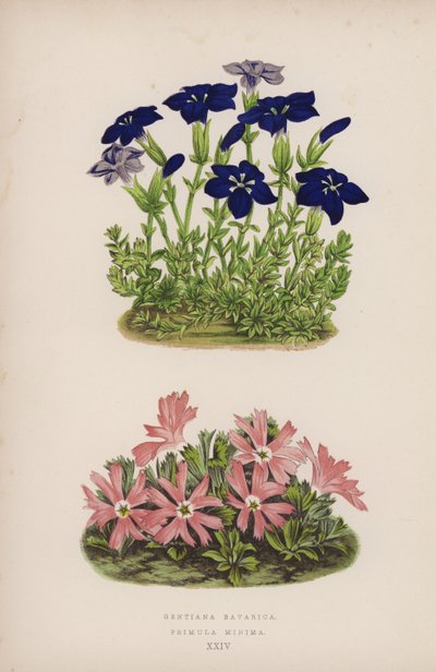 Gentiana Bavarica; Primula Minima (barevné lito) od English School