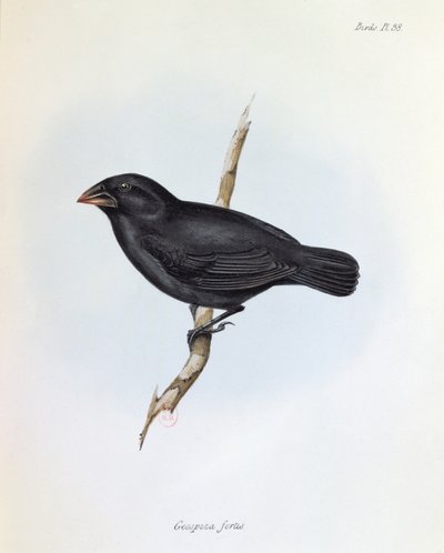 Geospiza Fortis, ilustrace z The Zoology of the Voyage of H.M.S. Bígl, 1832-36, Charles Darwin (1809-92), 1840 od English School