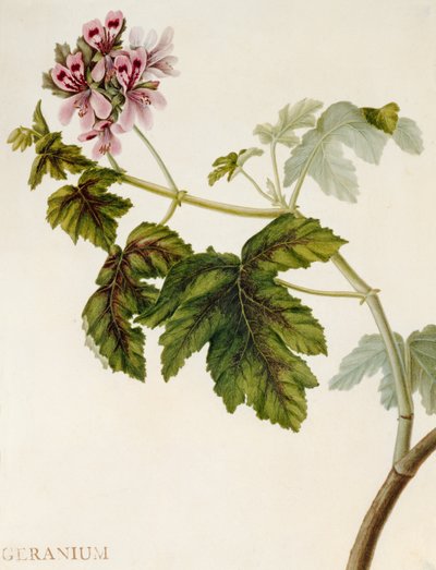 Geranium (toaleta na pergamenu) od English School