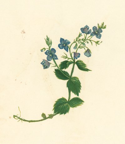 Rozrazil německý, Veronica Chamaedrys (barevná litografie) od English School
