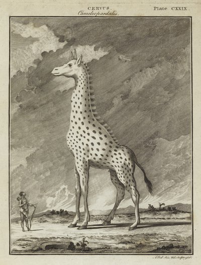 Žirafa (Cervus camelopardalis) od English School