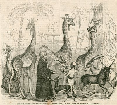 Žirafy a jejich núbijští ošetřovatelé v Surrey Zoological Gardens v Londýně od English School