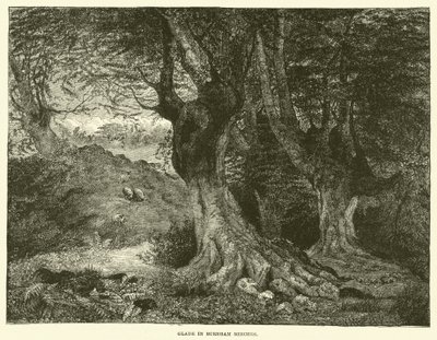 Glade in Burnham Beeches (rytina) od English School