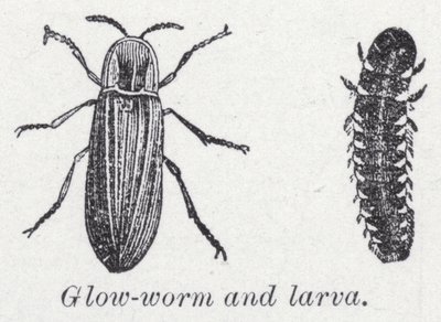 Světelný červ a larva (litho) od English School
