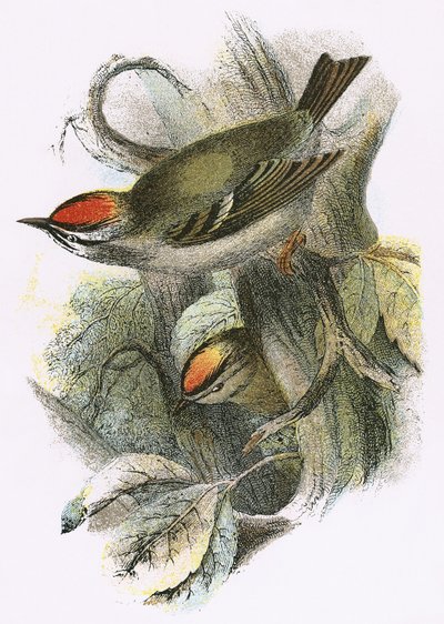 Goldcrest (dole) a Firecrest (nahoře) od English School