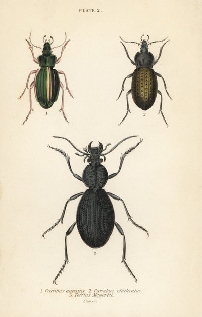 Střevlík zlatý, Carabus auratus 1, střevlík, Carabus clathratus 2, a velký černý střevlík, Tefflus megerlei od English School