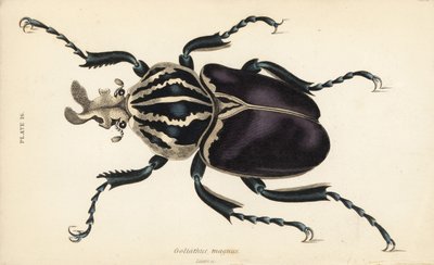 Goliath brouk, Goliathus goliatus (Goliathus magnus) od English School