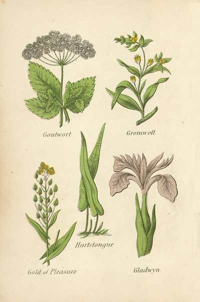 Goutwort, Gromwell, Hartstongue, Gold of Pleasure, Gladwyn od English School