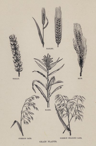 Obilné rostliny (litografie) od English School