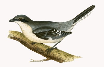 Great Grey Shrike, ilustrace z „Historie ptáků Evropy nepozorovaných na Britských ostrovech“ od Charlese Roberta Bree (1811-86), vydáno 1867 od English School