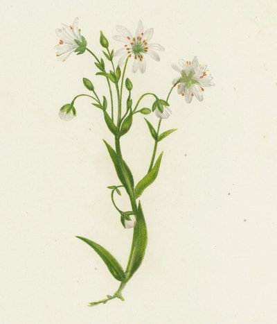 Hvězdnice chlumní, Stellaria Holostea (barevná litografie) od English School