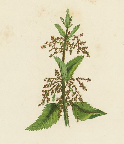 Kopřiva dvoudomá zelená, Urtica Dioica (barevná litografie) od English School