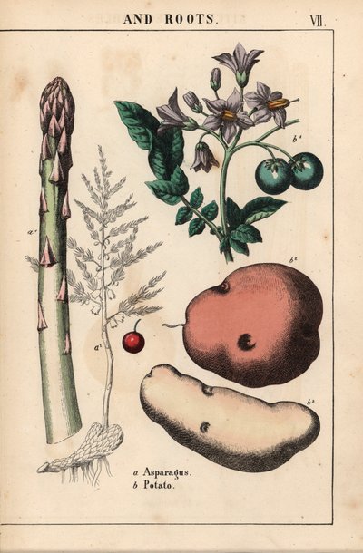 Zelený chřest a brambory   , z „Poučné obrázkové knihy aneb lekce ze světa zeleniny“, [Charlotte Mary Yonge], Edinburgh od English School
