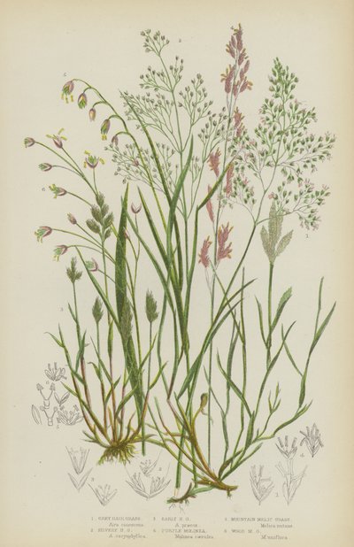 Šedivý vlas trávy, Stříbrný vlas trávy, Raný vlas trávy, Purpurový Molinea, Horský Melic trávy, Wood Melic trávy (barevná litografie) od English School