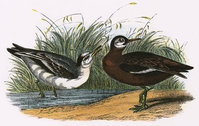 Šedý phalarope od English School