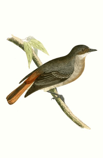 Grey Redstart, ilustrace z „Historie ptáků Evropy, která nebyla pozorována na Britských ostrovech“ od Charlese Roberta Bree (1811-86), vydáno 1867 od English School