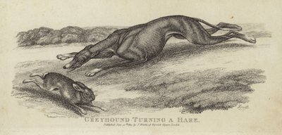 Greyhound soustružení zajíce od English School