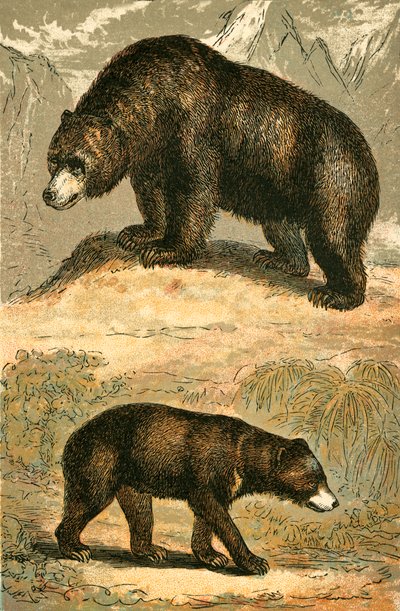 Medvěd grizzly a medvěd malajský od English School