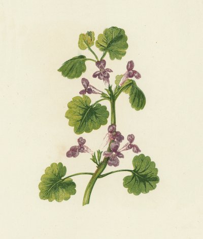 Břečťan popínavý, Glechoma Hederacea (barevná litografie) od English School