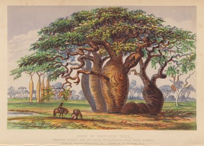 Skupina stromů Couty Stemes, Austrálie (barevná litografie) od English School