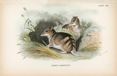 Gunnův Bandicoot od English School