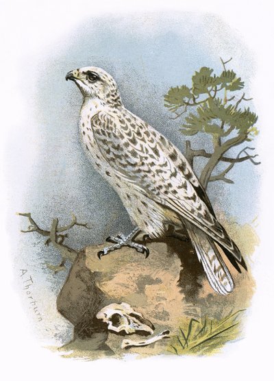 Gyr-Falcon od English School