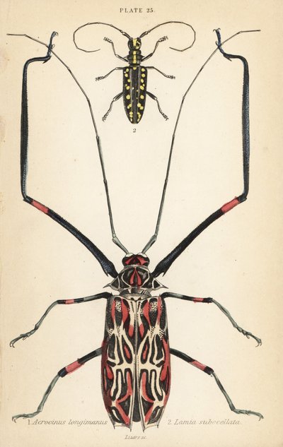 Brouk harlekýn, Acrocinus longimanus 1, a tesařík ploskočelý, Taeniotes subocellatus od English School