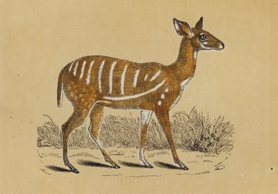 Geschirrter Antilope von English School