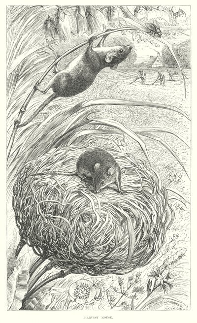 Harvest Mouse (rytina) od English School