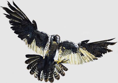 Hawk od English School