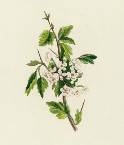 Hloh, Crataegus Oxyacantha od English School