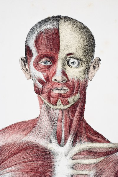 Hlava a ramena mužského lidského těla zobrazující svaly, šlachy a kosti, z The Vessels of the Human Body, editovali Jones Quain a William Wilson, publikoval Taylor a Watson, Londýn v roce 1837 od English School