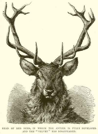 Head of Red Deer, ve které je plně vyvinut Paroh a zmizel Velvet od English School