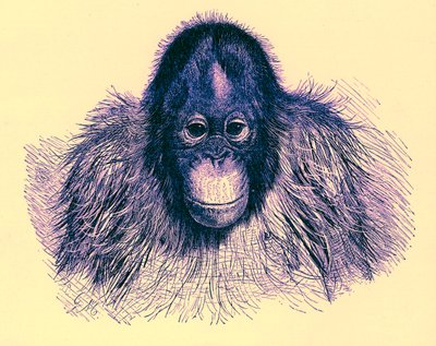 Hlava orangu, ilustrace z The Royal Natural History, publikovaná v roce 1896 (digitálně vylepšený obrázek) od English School