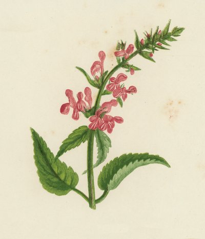 Stachys Sylvatica, Stachys Sylvatica (barevná litografie) od English School