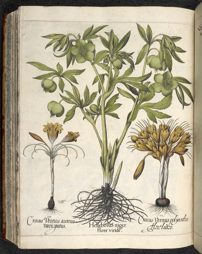 Helleborus Niger (čemeřice černá) z 